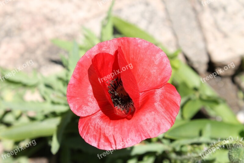 Flower Red Flower Nature Plant Garden