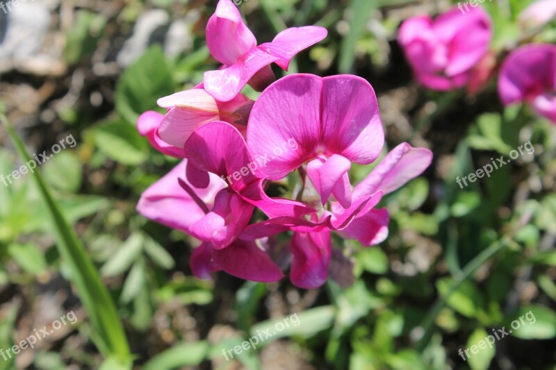 Flower Orchid Lilac Flower Nature Plant