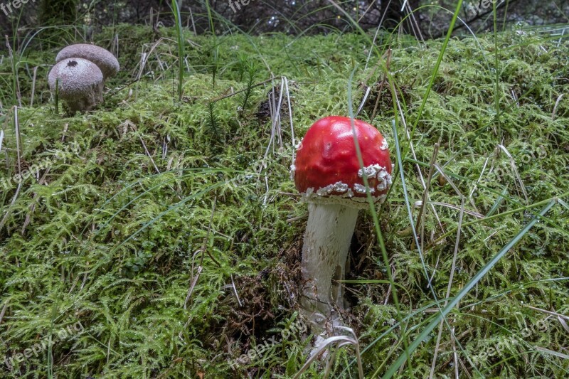 Mushroom Fly Agaric Nature Autumn Toxic