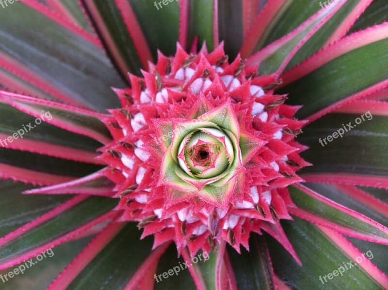 Pineapple Blossom Flower Pink Fruit