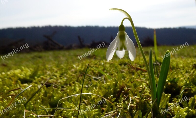 Snowdrop Spring Grass Garden Flower