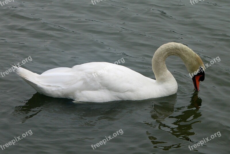 Swan Mute Bird Water Cygnus Olor