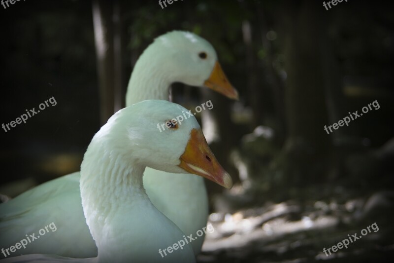 Nature Ave Swans Fauna Animals