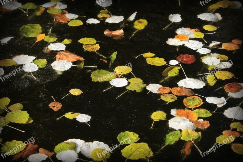 Pond Leaves Plants Damp Water