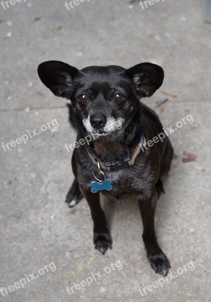 Chihuahua Black Vertical Animal Dog