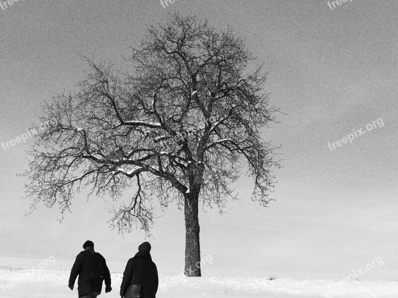 Tree Winter Walk Pedestrian Snow