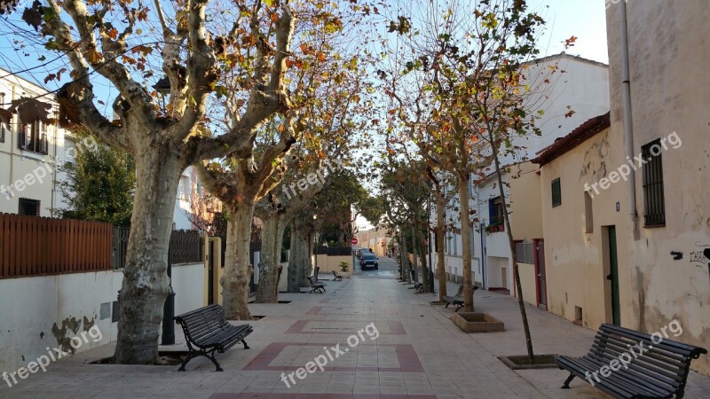 Street Trees People Avenue Tree