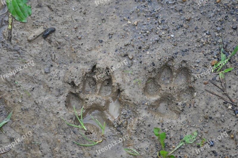 Tracks Mud Dirt Paw Dog