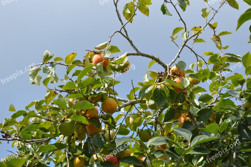 Peaches Fruit Fruit Tree Fruits Healthy