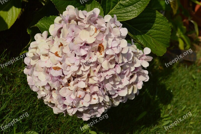 Flower Pink Hydrangea Garden Summer