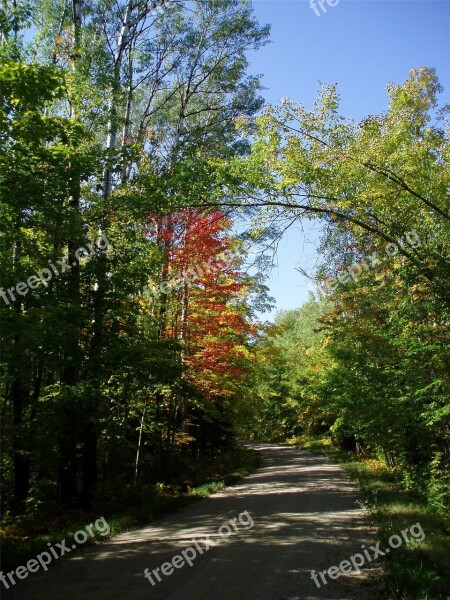 Autumn Trees Road In Forest Summer Autumn Forest