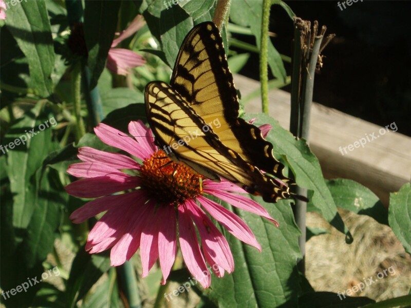 Butterfly Coneflower Swallowtail Echinacea Garden