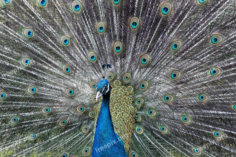 Peacock Wheel Cock Feathers Bird