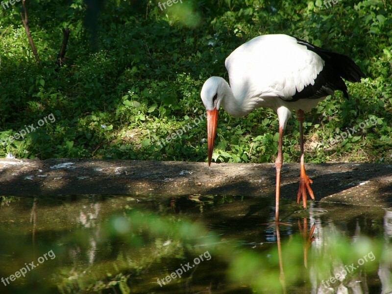 Stork Pond Water Bird Animal