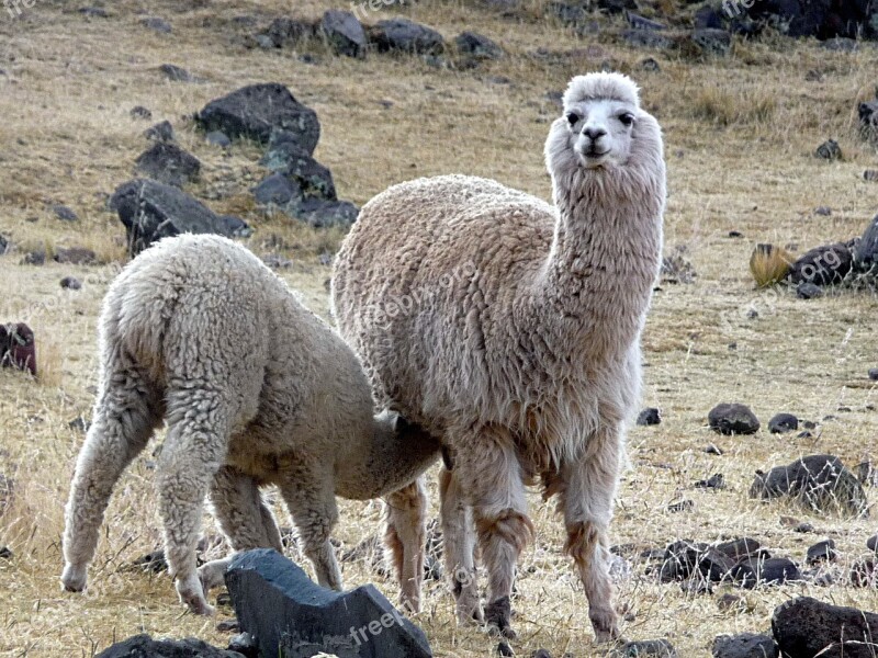 Lama Alpaca Peru Mother Animal