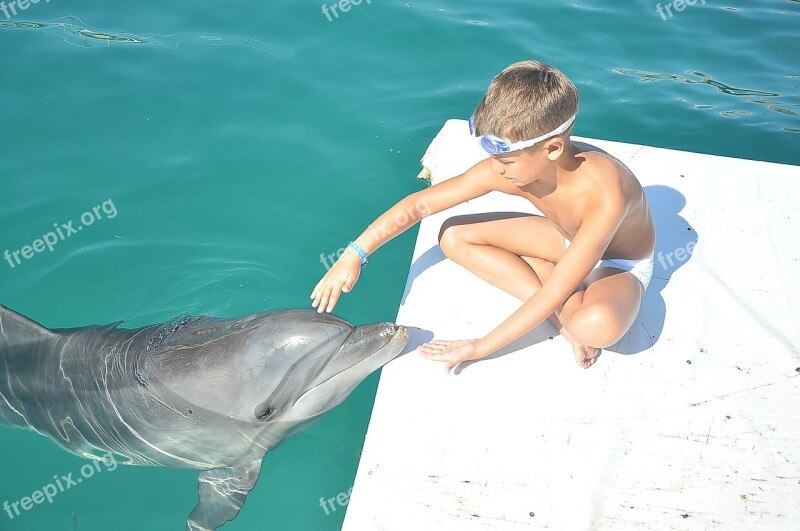 Delfin Boy Sea Anipal Free Photos