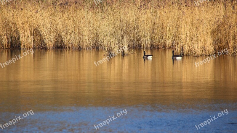 Lake Reed Birds Bank Pond