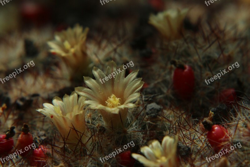 Cactus Flowers Cactus Flower Close Up Free Photos