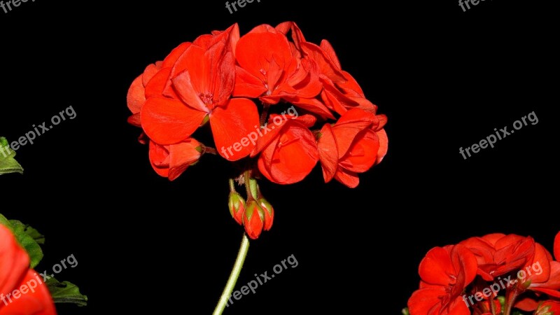 Geranium Flower Red Flower Free Photos