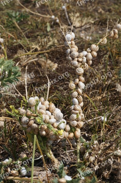 Quiberon Point De Goulvars Snails Free Photos