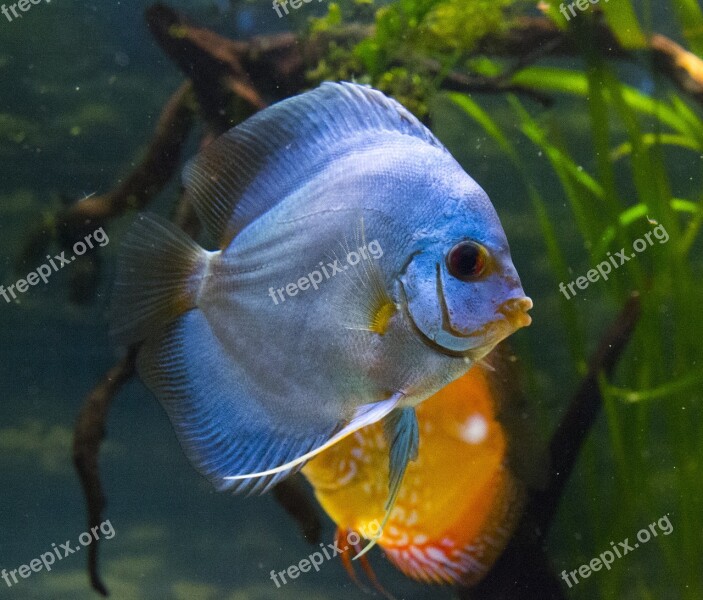 Fish Decorative News Aquarium Free Photos