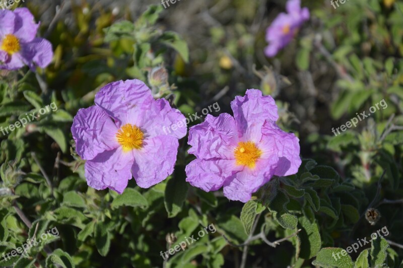 Purple Flower Bloom Macro Free Photos