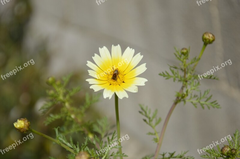 Bee Flower Pollen Collects Nectar Summer