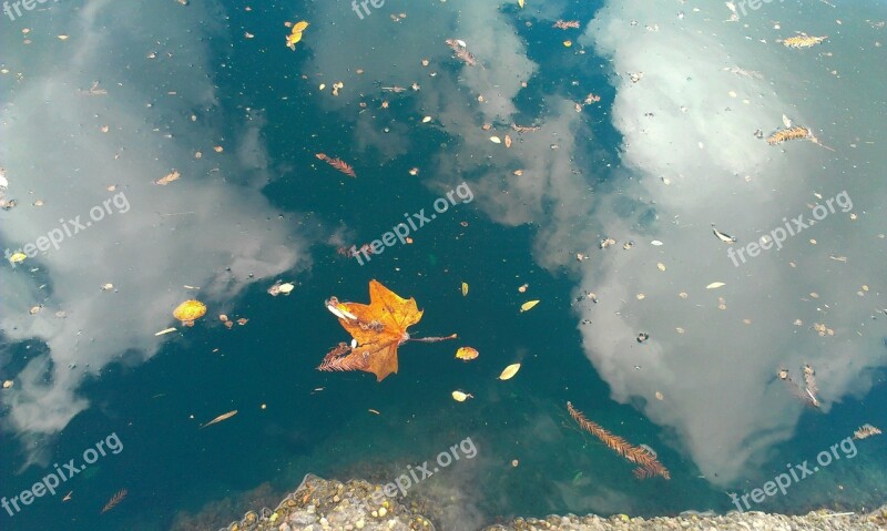 Leaf Reflection Water Nature Season