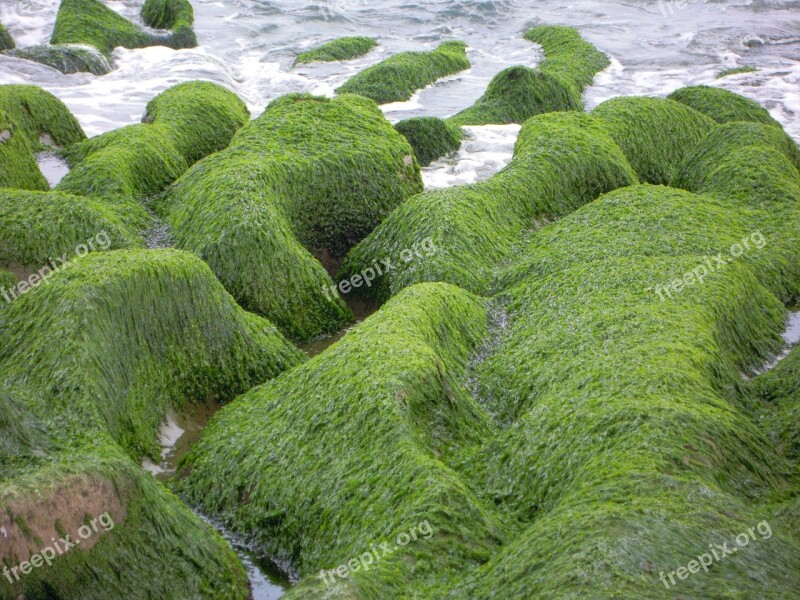 Sea Groove Sea Weed Sea 蝕 Gou Old Stone Trough Winter