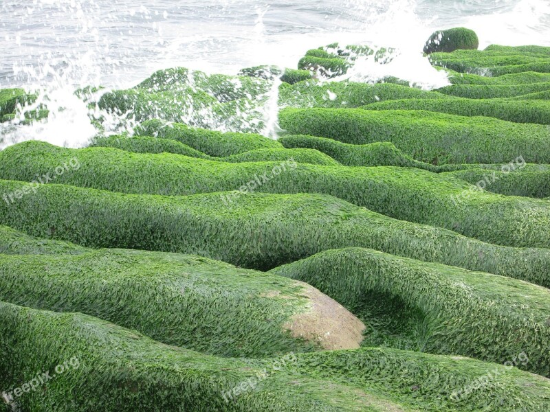 Sea Groove Sea Weed Old Stone Trough Winter Sea 蝕 Gou