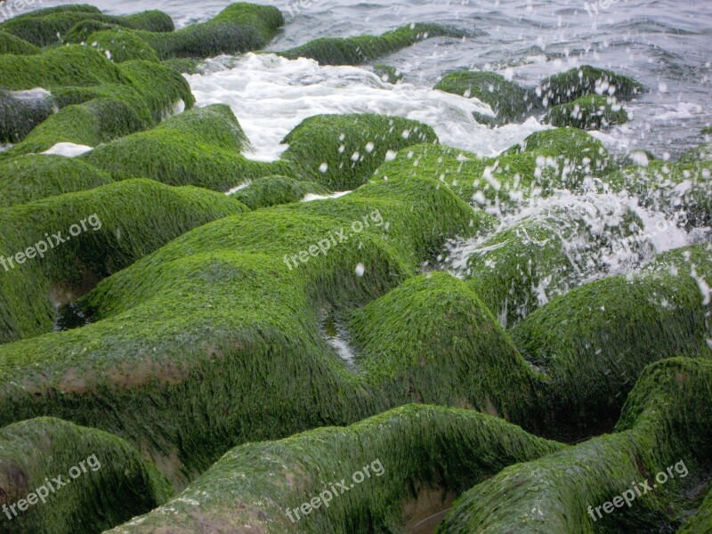 Sea Groove Old Stone Trough Sea 蝕 Gou Winter Sea Weed