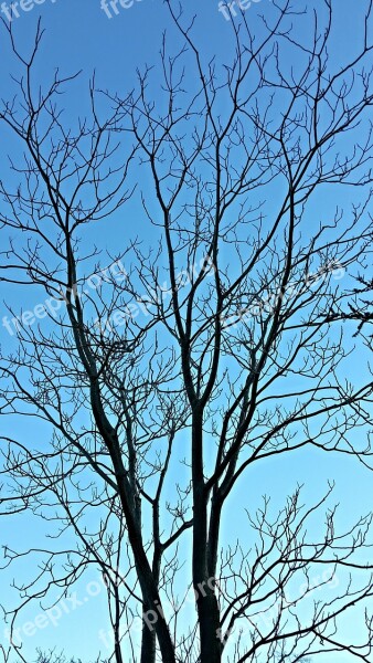 Tree Branches Winter Sky Blue