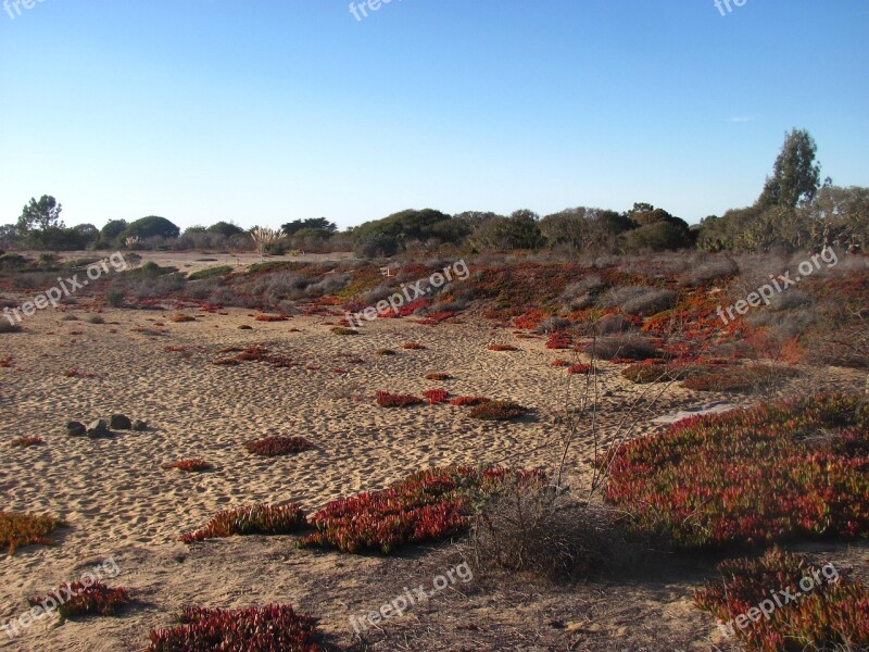 Desert Sky Ice Plant Outdoors Environment