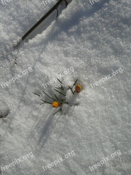 Crocus Snow Spring Blossom Bloom