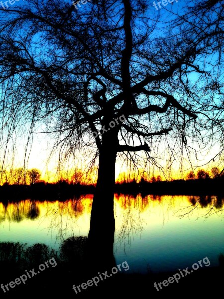 Bare Tree Water Branch Mood Solitary