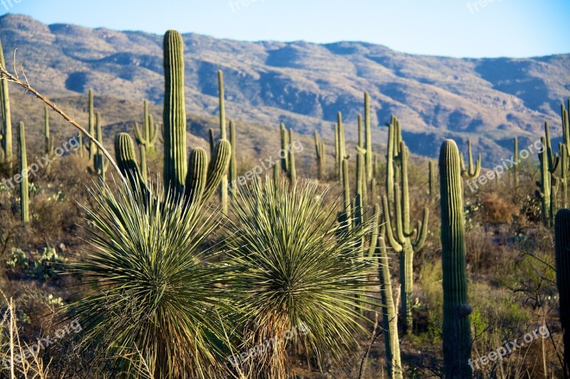 Cactus Mountains Tuscon Free Photos