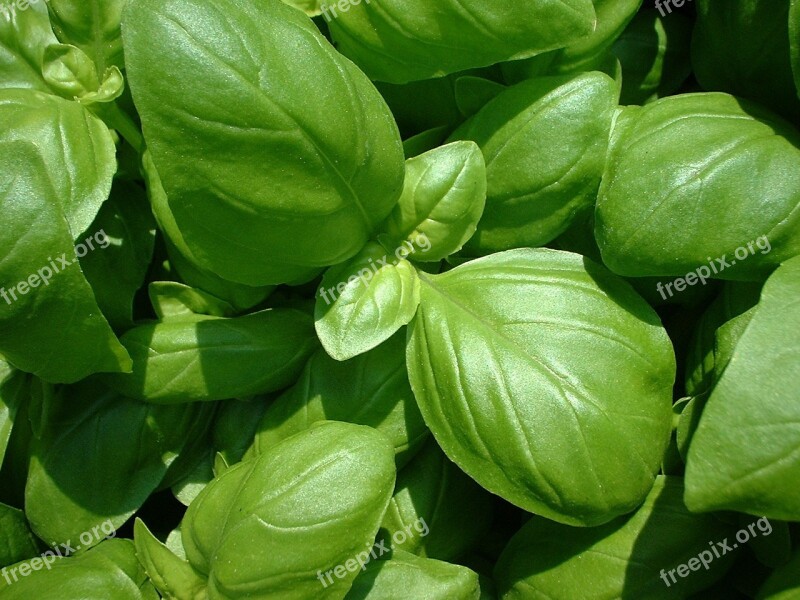 Basil Plant Nature Ocimum Basilicum Free Photos