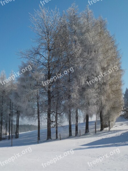 Trees Avenue Wintry Frost Sunshine