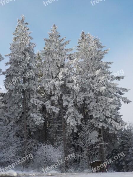 Trees Frost Sun Hoarfrost Winter