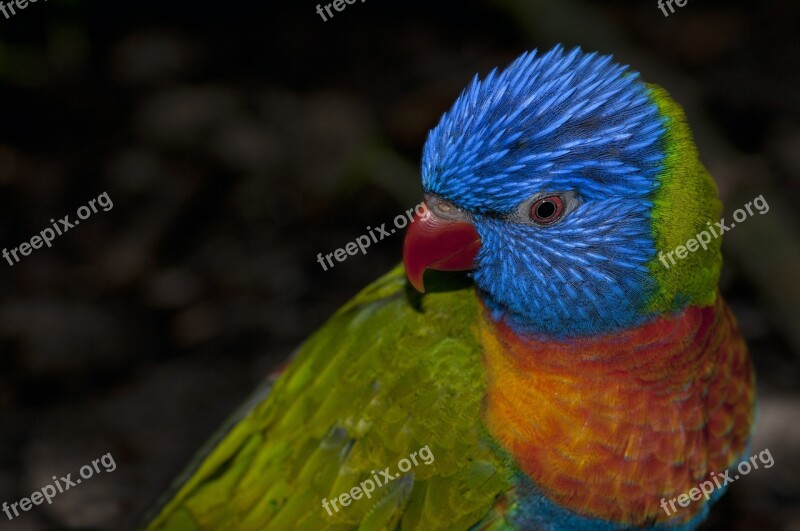 Rainbow Lorikeet Rainbow Parrot Parrot Colors Beak