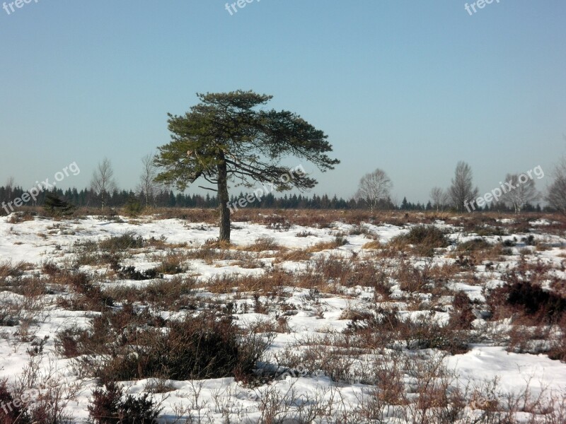 Winter Moorland Tree High Fens Snow