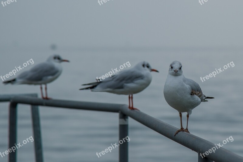 Gull Seemoeve Railing Look Eyes