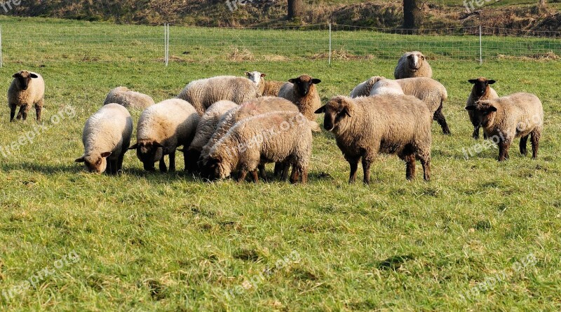 Pasture Sheep Flock Wool Flock Of Sheep