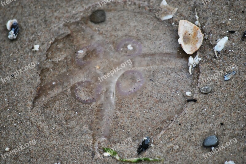 Jellyfish Beach Sand Free Photos