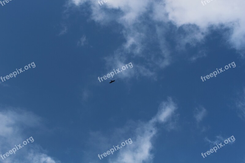 Sky Raptor Basilicata Nature Free Photos