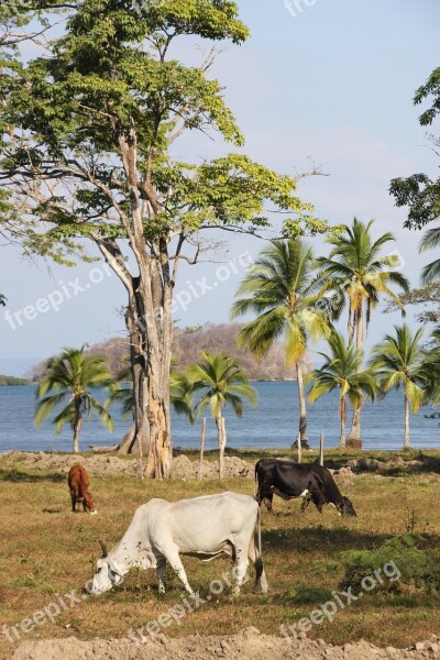 Beef Cow Zebu Sea Pacific