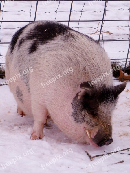 Warthog Pig Hog Africa Nature