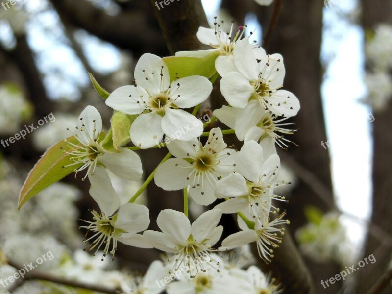 Bradford Pear Tree Flower Bloom Blossom