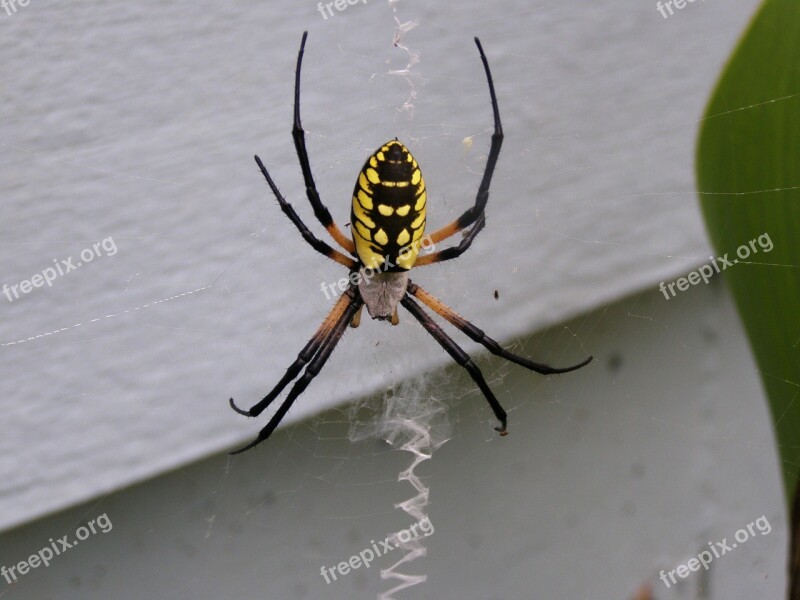 Spider Bug Macro Web Insect