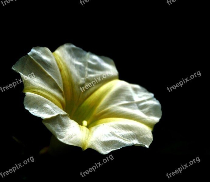 Flower Yellow White Black Background Star